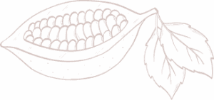 Cacao pod with seeds and leaves